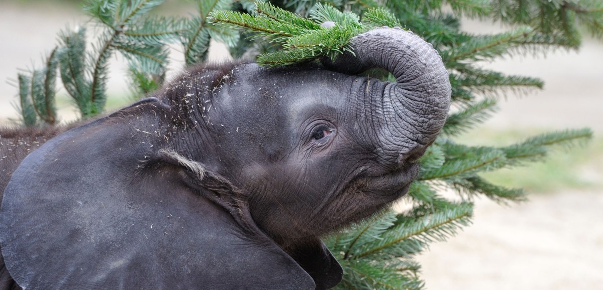 : Elefantenbaby Iquhwa; Tiergarten Schönbrunn
© Tiergarten Schönbrunn, Foto: Jutta Kirchner