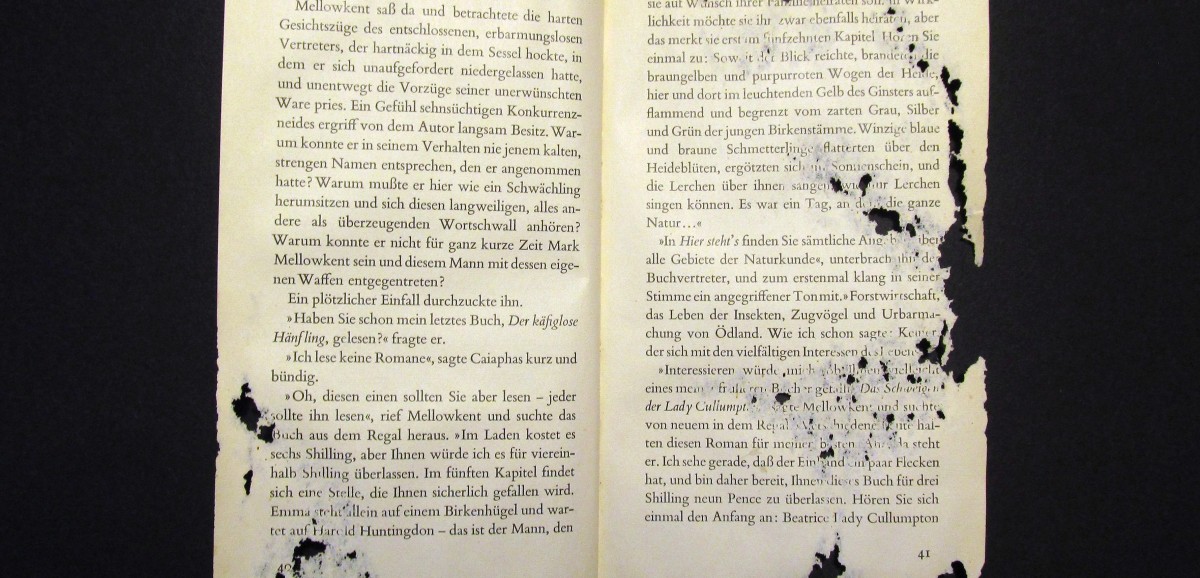 : Papierfischchen-Fraß. Foto: Micha L. Rieser